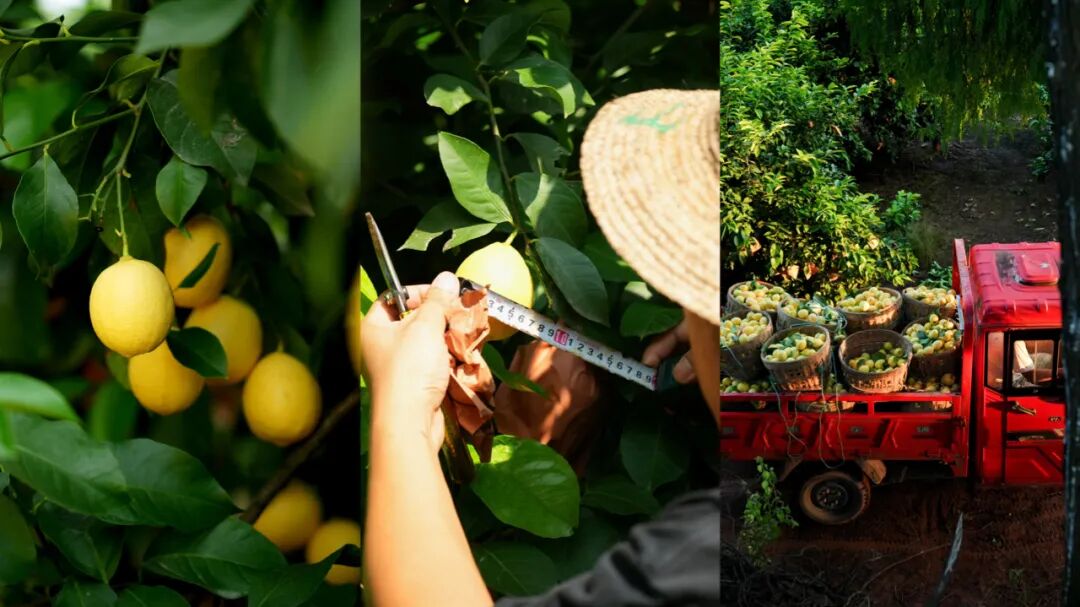 1760509559456136.jpg d.jpg